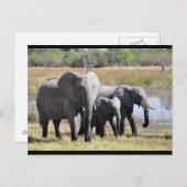 ベビーゾウと家族のポストカード ポストカード (正面/裏面)