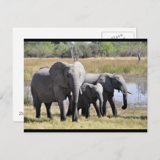 ベビーゾウと家族のポストカード ポストカード (正面/裏面)