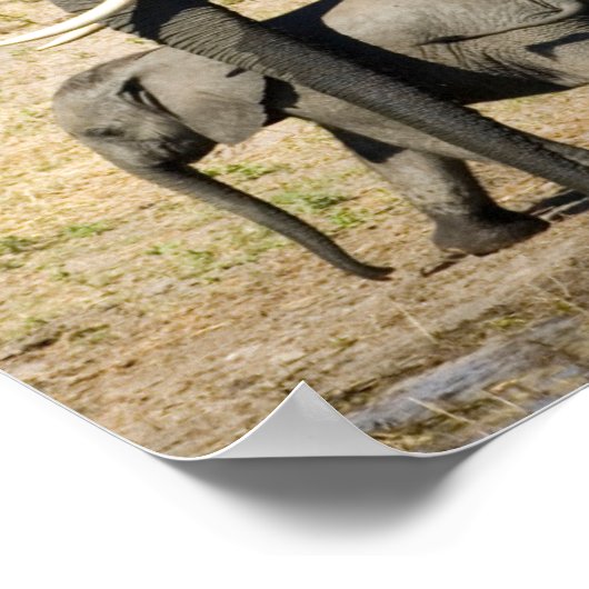 ベビーゾウと母 ポスター (角)