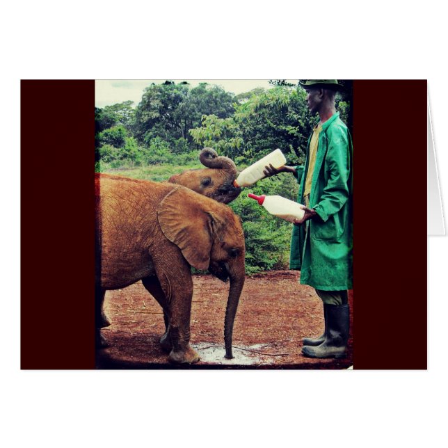 ベビーゾウ食べ物を与えズ – の時間 (正面横)