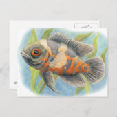 ベビータイガーオスカー ポストカード (正面/裏面)