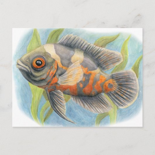 ベビータイガーオスカー ポストカード (正面)