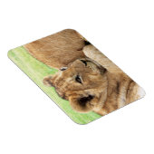 ベビータイガー磁石 マグネット (右側)