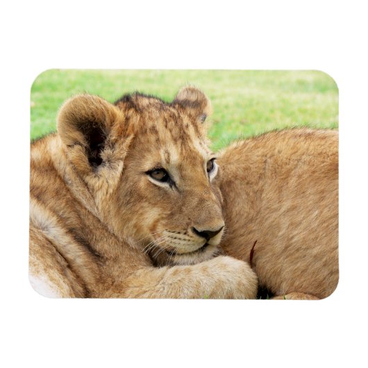 ベビータイガー磁石 マグネット (横)