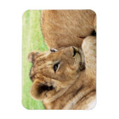 ベビータイガー磁石 マグネット (縦)