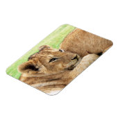 ベビータイガー磁石 マグネット (左側)