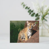 ベビータイガー葉書 ポストカード (スタンド正面)