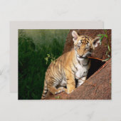 ベビータイガー葉書 ポストカード (正面/裏面)