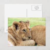 ベビータイガー葉書 ポストカード (正面/裏面)