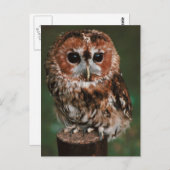 ベビータウニーフクロウ ポストカード (正面/裏面)