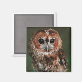 ベビータウニーフクロウ マグネット (正面/裏面)