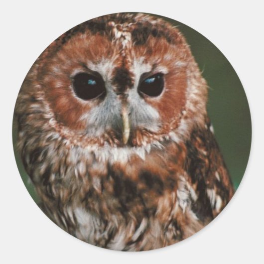 ベビータウニーフクロウ ラウンドシール (正面)