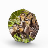 ベビーダックス フォトブロック (右)