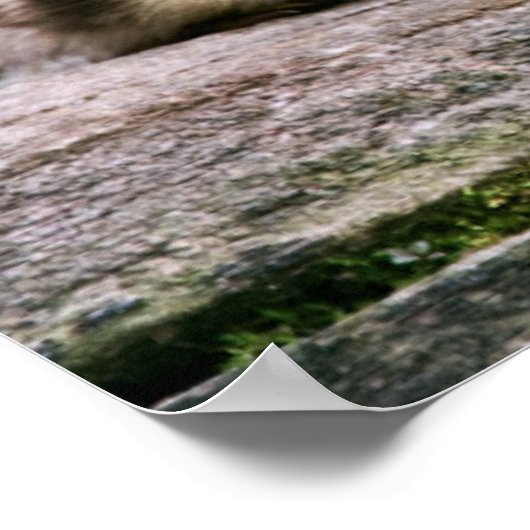 ベビーダックス ポスター (角)