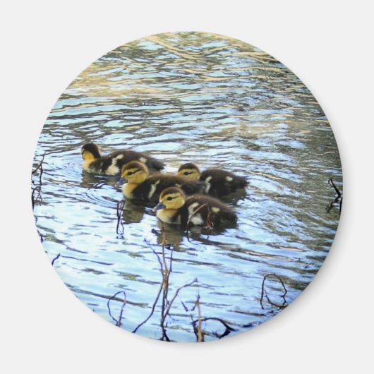 ベビーダック磁石の束 マグネット (正面)