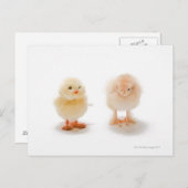 ベビーチキン及び偽のメカニカルチキン ポストカード (正面/裏面)