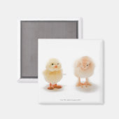 ベビーチキン及び偽のメカニカルチキン マグネット (正面/裏面)