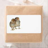 ベビーチクアラウカナ鳥類鳥類鳥 ラベル (インサイチュ)