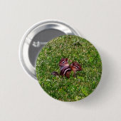 ベビーチップムンクス初日の動物ボタン 缶バッジ (正面&裏面)