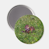 ベビーチップムンク初日の動物磁石 マグネット (正面/裏面)