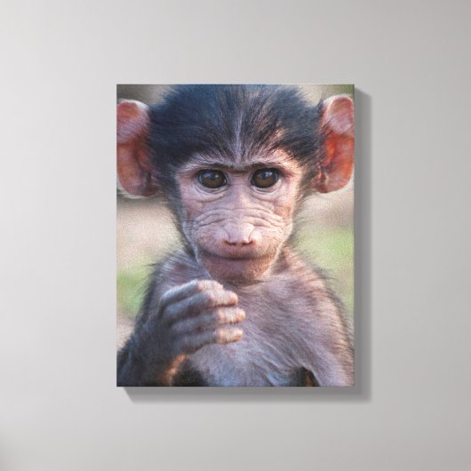 ベビーチャクマバブーン キャンバスプリント (正面)