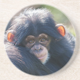 ベビーチンパンジーの旅 コースター