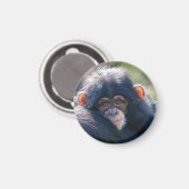 ベビーチンパンジーの旅 マグネット (正面/裏面)