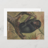 ベビーチンパンジーヴィンテージ動物学的スケッチ葉書 ポストカード (正面/裏面)