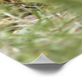 ベビーチンパンジー | Pan Troglodytes ポスター (角)