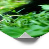 ベビーチンプイングラス ポスター (角)