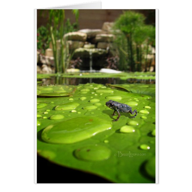 ベビートートインポンド (正面)