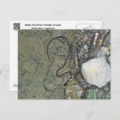 ベビーノーザンウォータースネーク（ネロディアシペドン）アイテム ポストカード (正面/裏面)