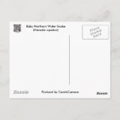 ベビーノーザンウォータースネーク（ネロディアシペドン）アイテム ポストカード (裏面)