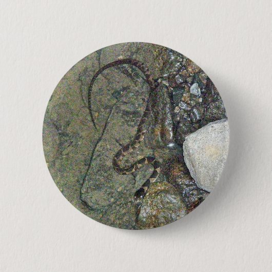 ベビーノーザンウォーター・スネーク(Nerodia sipedon)アイテム 缶バッジ (正面)