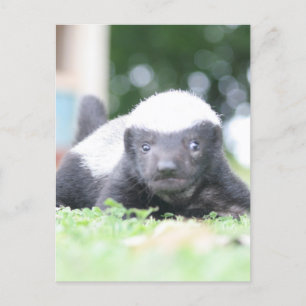 ベビーハチミアナグマのグリーングラス写真 シーズンポストカード
