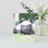 ベビーハチミアナグマのグリーングラス写真 シーズンポストカード (スタンド正面)