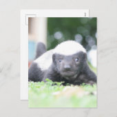 ベビーハチミアナグマのグリーングラス写真 シーズンポストカード (正面/裏面)