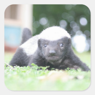 ベビーハチミアナグマのグリーングラス写真 スクエアシール