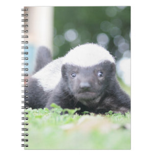 ベビーハチミアナグマのグリーングラス写真 ノートブック