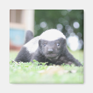 ベビーハチミアナグマのグリーングラス写真 マグネット