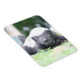 ベビーハチミアナグマのグリーングラス写真 マグネット (右側)