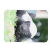 ベビーハチミアナグマのグリーングラス写真 マグネット (横)