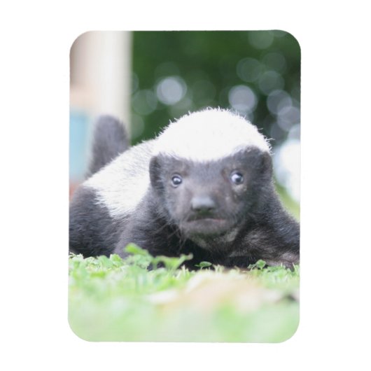 ベビーハチミアナグマのグリーングラス写真 マグネット (縦)