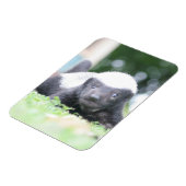 ベビーハチミアナグマのグリーングラス写真 マグネット (左側)