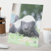 ベビーハチミアナグマのグリーングラス写真 台座サイン (インサイチュ)