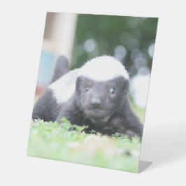 ベビーハチミアナグマのグリーングラス写真 台座サイン