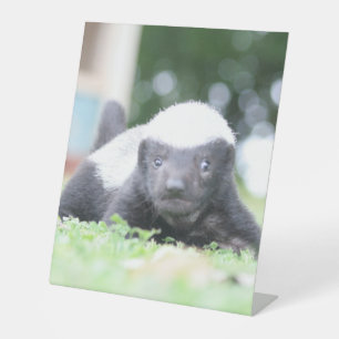 ベビーハチミアナグマのグリーングラス写真 台座サイン