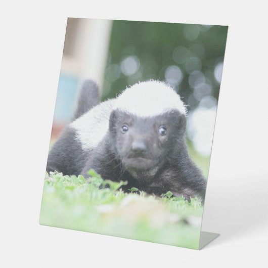 ベビーハチミアナグマのグリーングラス写真 台座サイン (正面)