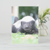 ベビーハニーバッジャー シーズンカード (スタンド正面)