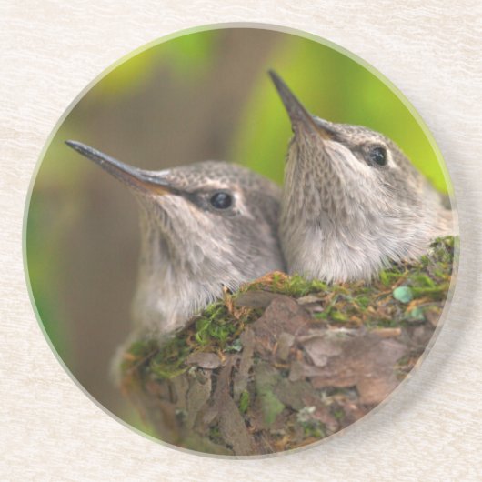 ベビーハミングバード コースター (正面)